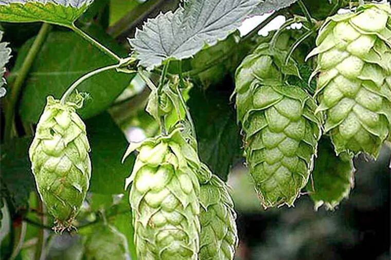 Typically, brewers blend several hop varieties, combining the bitter qualities of one with the aroma or flavor of others to build what they call a "hop profile." It's a balancing act that requires both science and a refined palate.