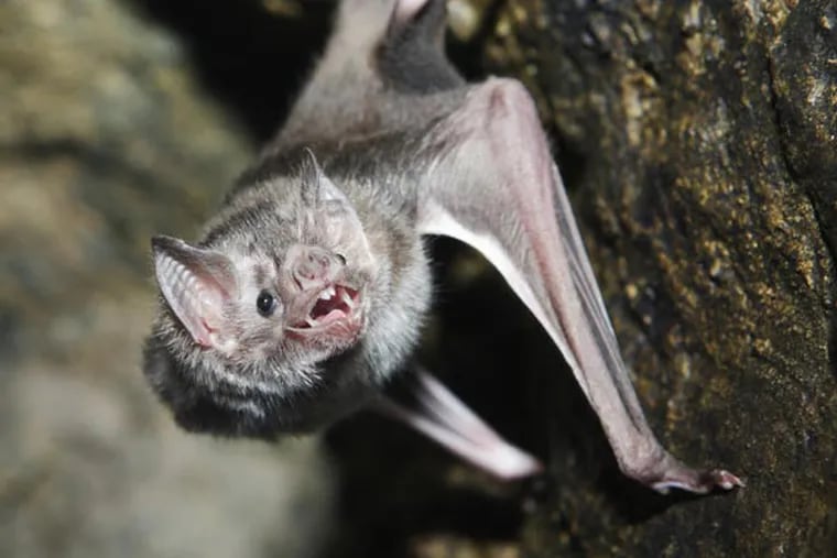 It’s bat season. Bats are causing minor havoc as they swoop around attics and bedrooms and send their unintended victims to area emergency rooms for precautionary treatment against rabies.