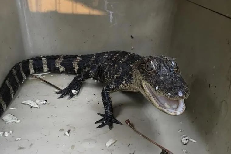 This 2-foot long alligator was found roaming in Collegeville in 2016.