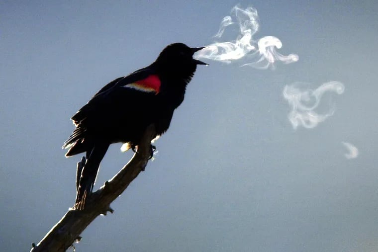 New Jersey officials say tests have been inconclusive on why red-winged blackbirds have fallen from the sky and died at least three time over the last few months in the Garden State. Here, a red-winged blackbird can see its breath as it sings in record-breaking cold weather, April 18, 2003, in Maine.