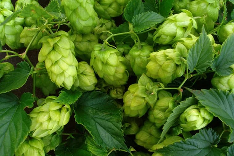 Pennsylvania brewers are hoping to grow their own hops. (iStock photo)