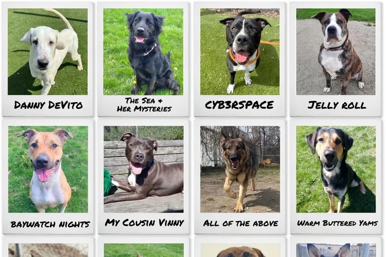Toronto Animal Services is rolling out its "Good Dogs, Bad Names" adoption campaign, imploring potential pet parents to re-home — and re-name — the shelter dogs. Names include Danny DeVito, Garlic Bread, Mothball, SHRIMPS SHRIMPS SHRIMPS, and more.