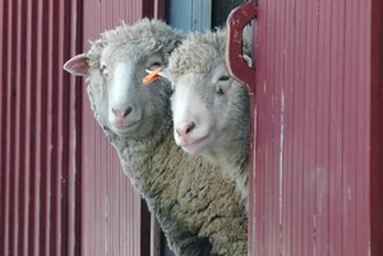 Check out sheep-shearing demonstrations at Springton Manor Farm in Glenmoore on Saturday.