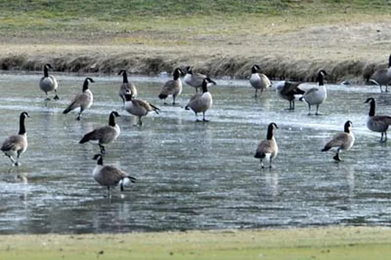 These migrating Canadian Geese must be a little confused as they walk on the ice-covered ponds along the golf course at Concord Country Club in Concordville. Temperatures should be moderating to the low 40s over the next couple of days clearing the ponds of ice. (Clem Murray / Staff Photographer)