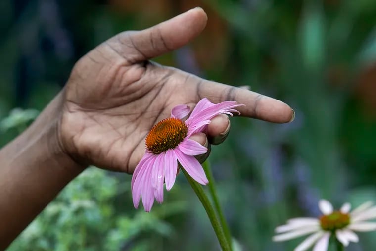 Gloria Page holds a purple coneflower at the Brewerytown Garden.