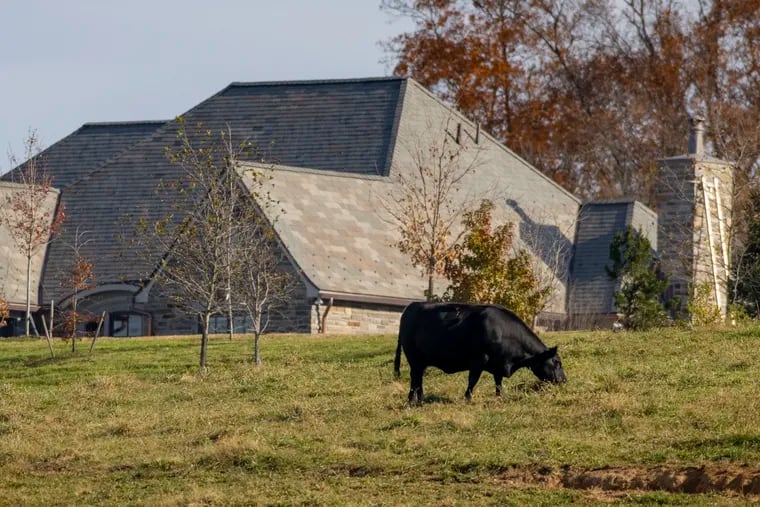 A cow grazes on part of the former Ardrossan estate in Radnor near a lavish home. A local official tried to cancel a lease for the cows' owner to use township-owned land at the former estate, saying it's helping nearby homeowners get a tax break.