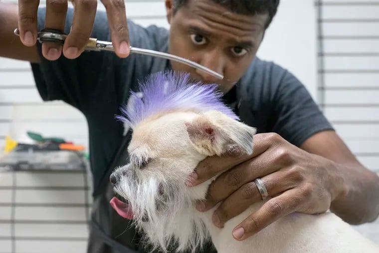 Spartacus, a mixed breed, gets his new purple mohawk trimmed and sculpted by groomer Neil K. Davis at Doggie Style on Passyunk Avenue.