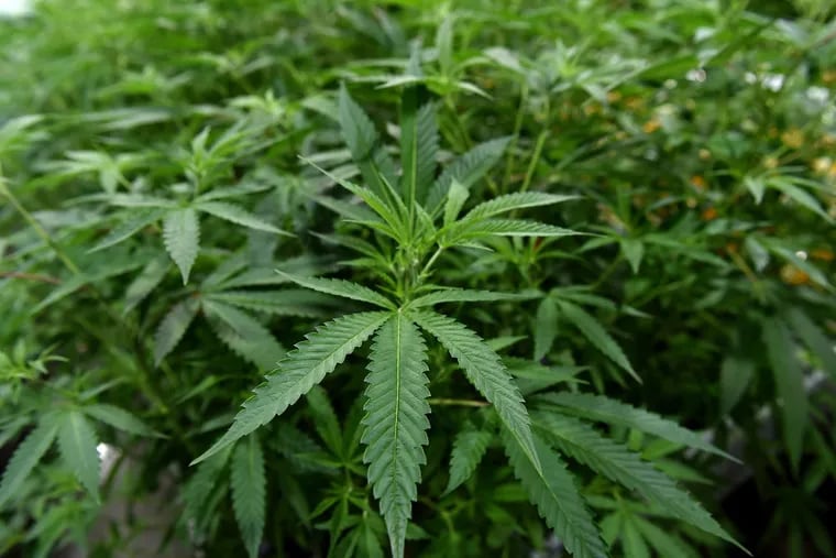 A marijuana leaf plant.