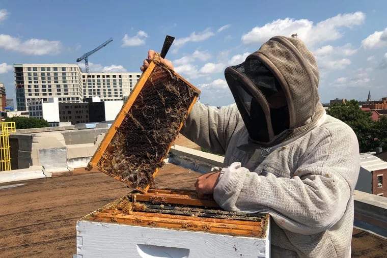 Beekeeper Don Shump of the Philadelphia Bee Company surveys the wreckage of the Holy Honey hives atop Congregation Rodeph Shalom, which died due to lack of access during the COVID-19 crisis. This hive was infested with wax moths who left dead wax and cobwebs inside frames that once held golden honey.