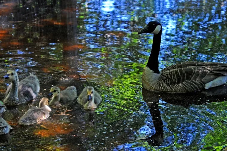A duck and ducklings at the Woodford Cedar Run Wildlife Refuge in Medford, Burlington County.