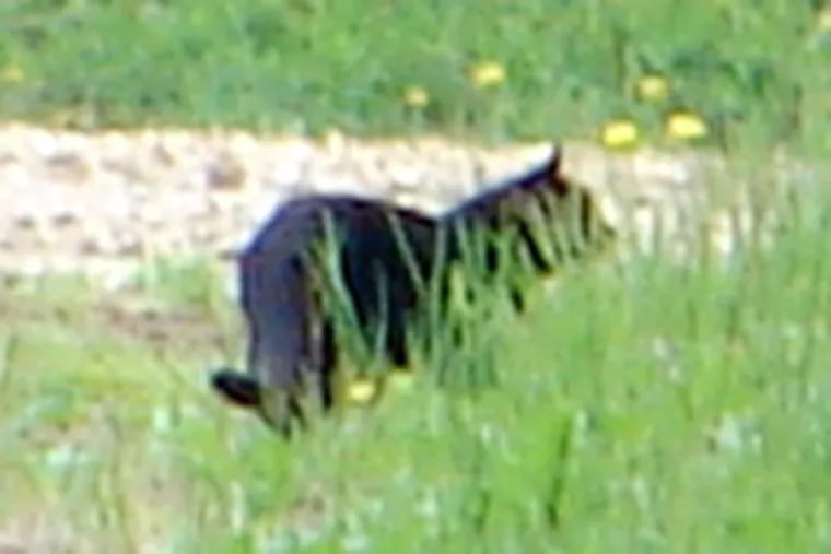Zoe Paraskevas caught this image of the feline in an open field near her home. Officials have found no evidence of a panther.
