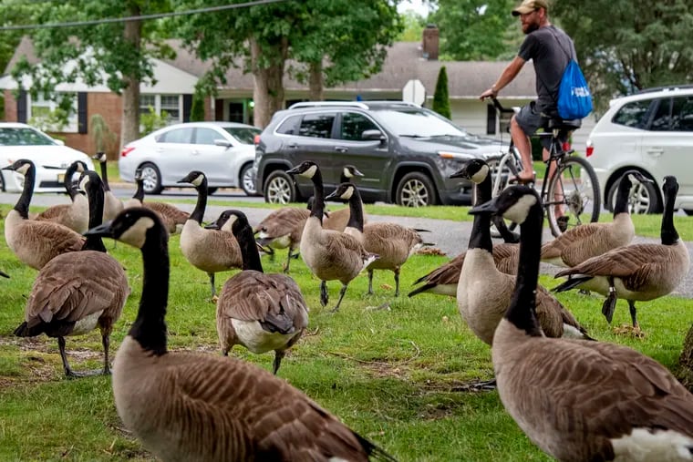 Canada geese in Heritage Park on June 10, 2021, in Absecon, N.J.