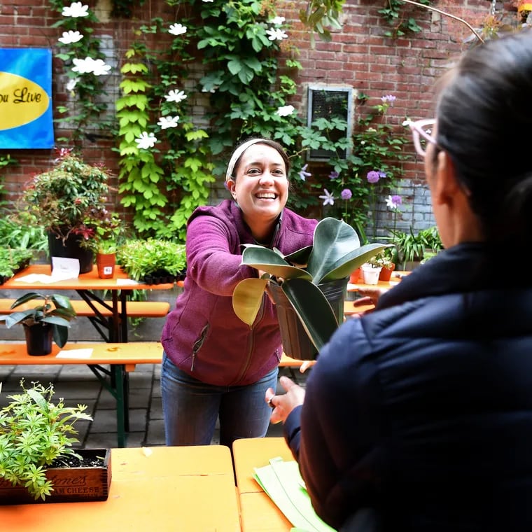 Cristina Tessaro (left) project manager at Pennsylvania Horticultural Society gives some rooted rubber plant cuttings to take home as Kathy Tang leaves the meet up where PHS members and fellow plant enthusiasts attend monthly Plant Swap at the PHS Pop Up Garden.