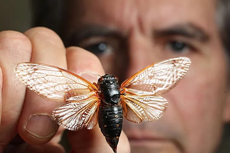 Gregory Cowper of the Academy of Natural Sciences holds a 1902 specimen of a 17-year-cycle cicada. MICHAEL BRYANT / Staff Photographer