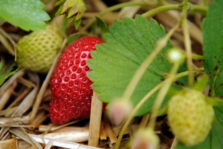 Strawberries ripen in the field at Johnson’s Corner Farm in Medford.