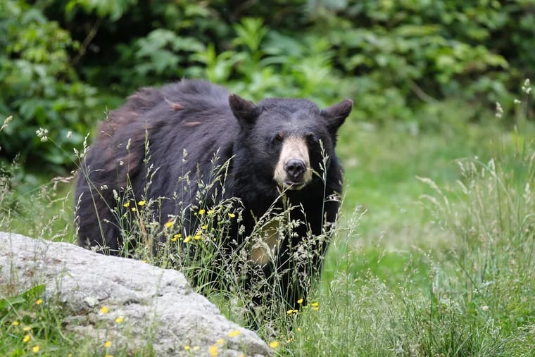 A North American black bear.