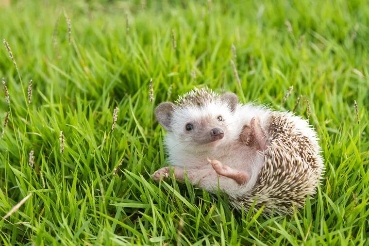 A baby hedgehog! I'm not crying, you're crying.
