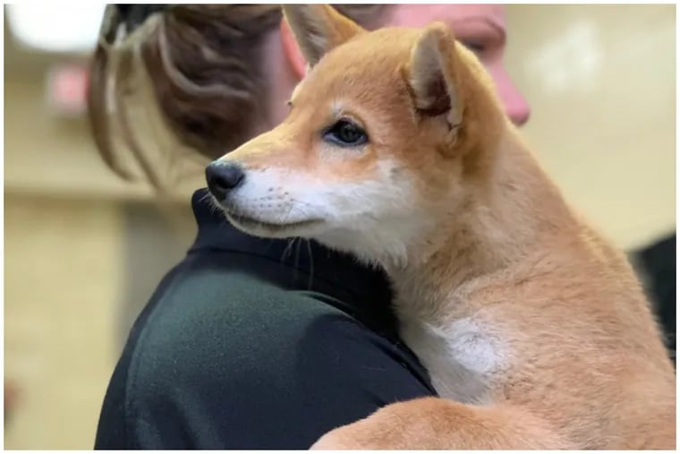 A Shiba Inu puppy that was stolen two weeks ago from the PSPCA's North Philadelphia headquarters returns to the facility in the arms of a PSPCA enforcement officer.