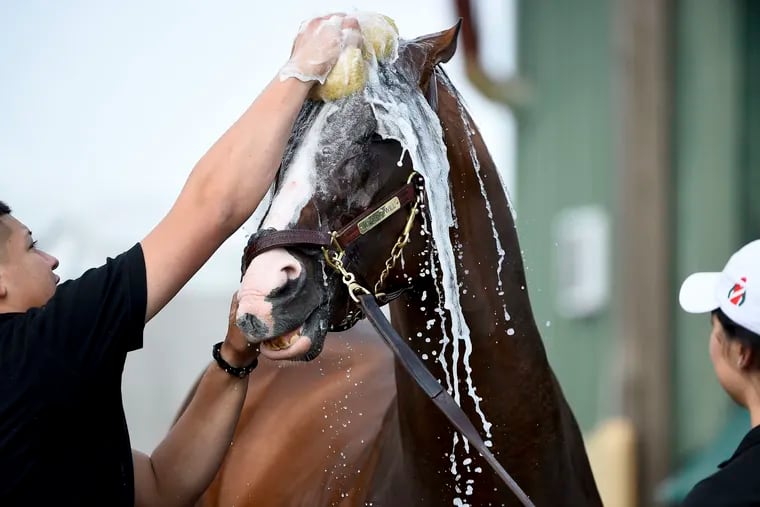 War of Will, one of the early favorites for Saturday's Preakness Stakes at 4-1, sure seemed to be enjoying bath time on Thursday.