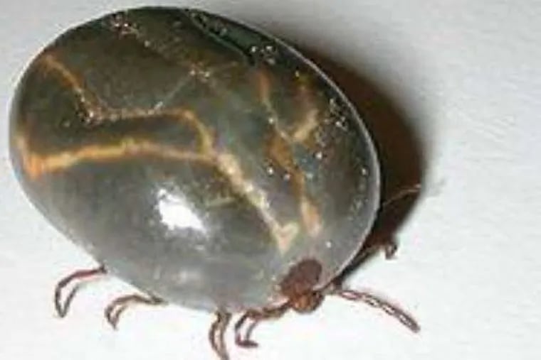The longhorned tick, native to East Asia, has now been confirmed in two New Jersey counties, the first time its presence has been established in the United States.