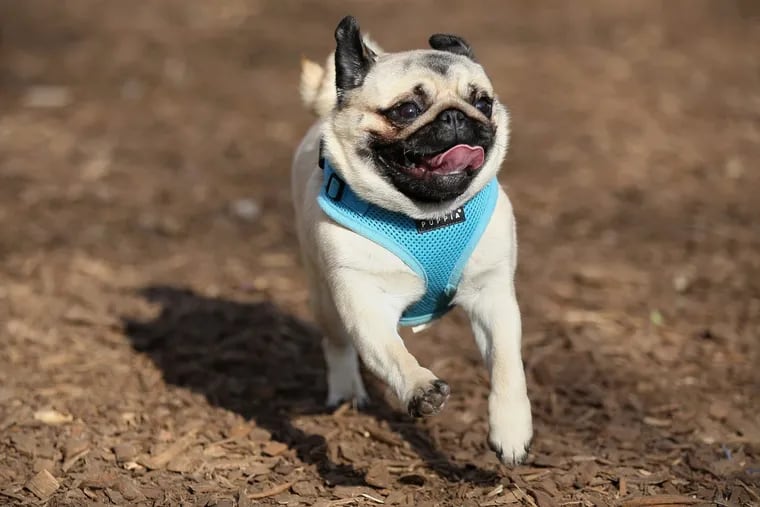 Inquirer reporter Bethany Ao lets her pug, Pinto, run around at Orianna Hill Park in Northern Liberties on Friday, April 6, 2018. Taking care of a dog can be challenging for young professionals.