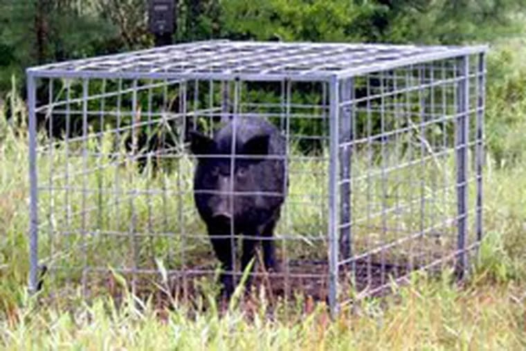 This feral boar was captured in South Jersey. Many states worry about the animals&#0039; threat to wildlife and livestock.
