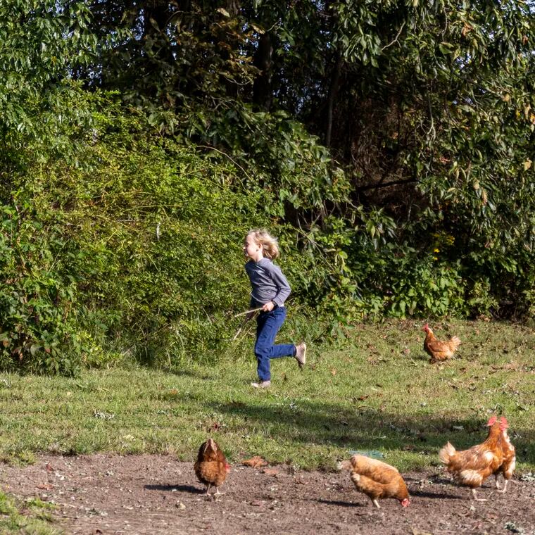 Seamus Naughton Mergner, 7, spends lots of time outside where his family raises chickens in Allentown, N.J., so his mom enrolled him in a trial of Lyme disease vaccine.