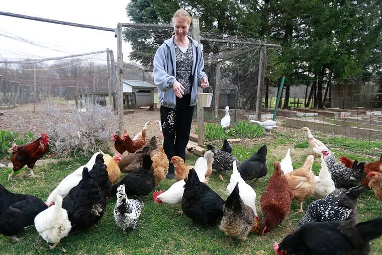Sister Ana Dura feeds her 40-plus chicken and ducks at the Sisters of the Holy Redeemer in Huntington Valley.