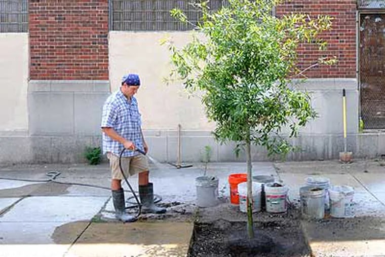 Al Wachlin Jr. waters a 10-foot willow oak he planted recently outside the family’s warehouse at 18th and Fairmount. (Clem Murray / Staff Photographer)