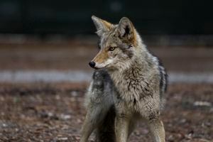 Wily coyotes present throughout New Jersey