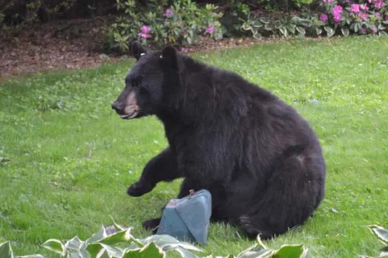 Bear in yard submitted by Denise Kent