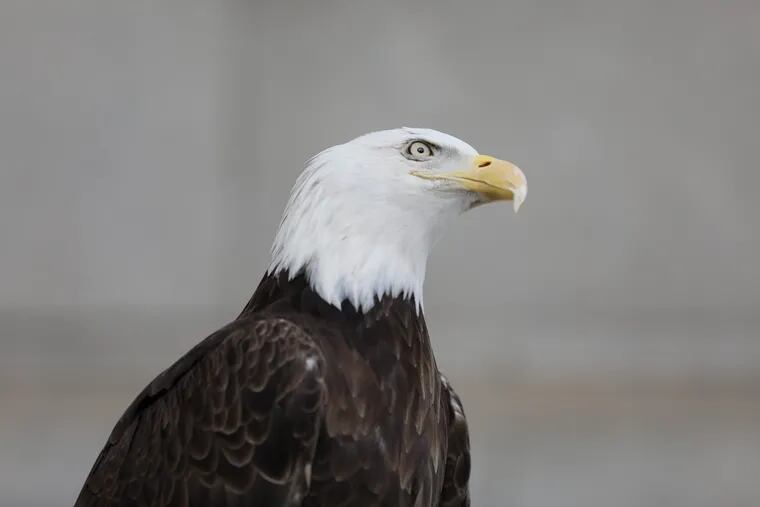 File: A rescued bald eagle in June 2019.