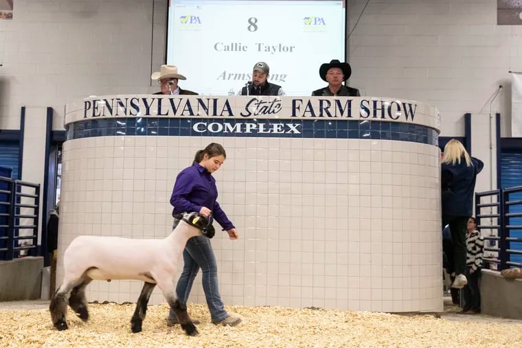 Callie Taylor walks her lamb out Sale of Champions inside the Small Arena of the Farm Show Complex at the Pennsylvania Farm Show in Harrisburg, PA on Tuesday, Jan. 08, 2019. The annual show is in its 103rd year.