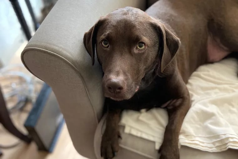 For the past few weeks, Jackson, a three-year-old Lab-Basset-Hound mix, has been dealing with nightly fireworks in his Northern Liberties neighborhood. When he hears one on his evening walk, he starts trembling with tail between his legs. Inside, he retreats to curl up beside his owner on the couch.