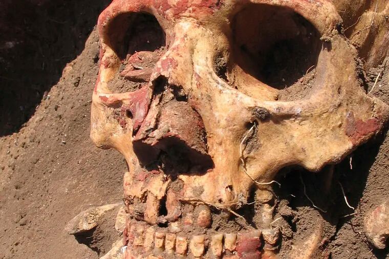 A Bronze Age skull from the Yamnaya culture, which carried the early strains of plague.