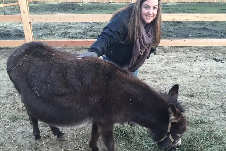Kelly Lyons, director of the Garden State Discovery Museum in Cherry Hill, visits with Kokomo, a miniature donkey, at Mount Laurel Township's PAWS Farm nature center.