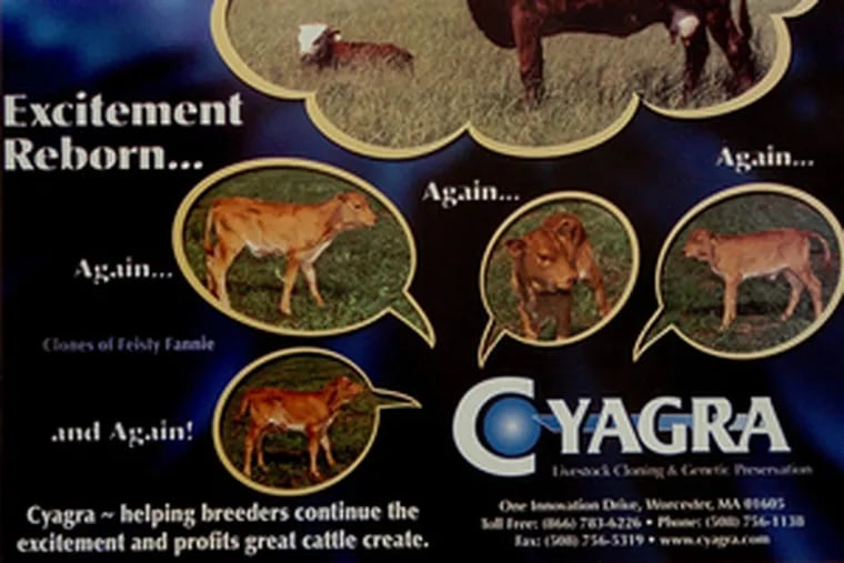An ad for Cyagra Inc., a livestock cloning and genetic preservation company near Elizabethtown, Pa., extols the joy of reliving the birth of a prized animal again and again. It has been selling clones since 2001 and now produces about 60 a year.