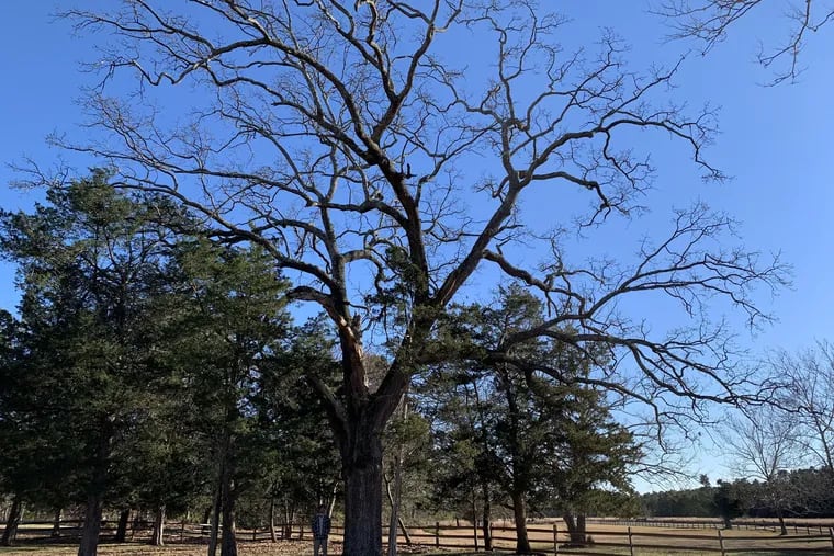 Stockton University student Patrick Slane next to what's been confirmed as the champion post oak in New Jersey, discovered by Matthew Olson, assistant professor of Environmental Science at Stockton and his students.