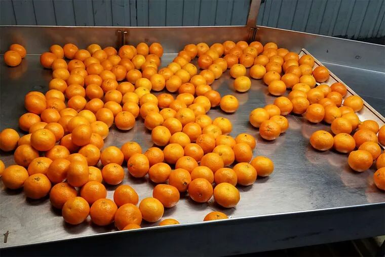 The citrus ban, which covers tangerines, clementines, mandarins and sweet oranges, applies to shipments from the Berkane region of Morocco to all ports in the U.S.