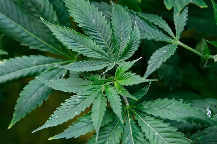 Marijuana plants are pictured at a growing facility in Oklahoma City in 2020.