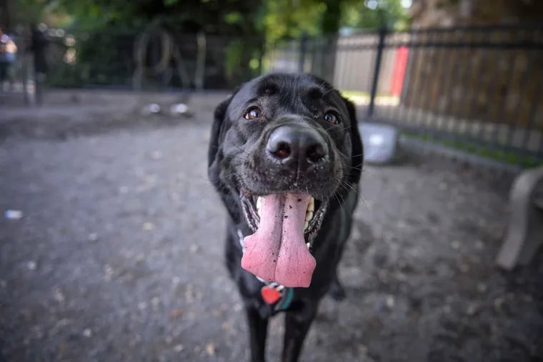 Bear, a two-year-old Lab mix at Columbus, greets a visitor.