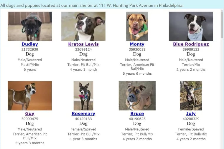 Dogs available for adoption at ACCT Philly.