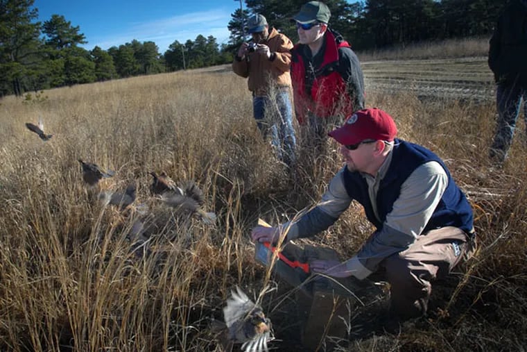 Theron Terhune of Tall Timbers releases the quail in N.J. (ALEJANDRO A. ALVAREZ / Staff Photographer)