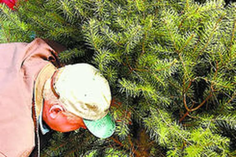 Despite some rocky times, Kuperus points to strides in the state&#0039;s agriculture industry. Here he cut down a Christmas tree in 2003.
