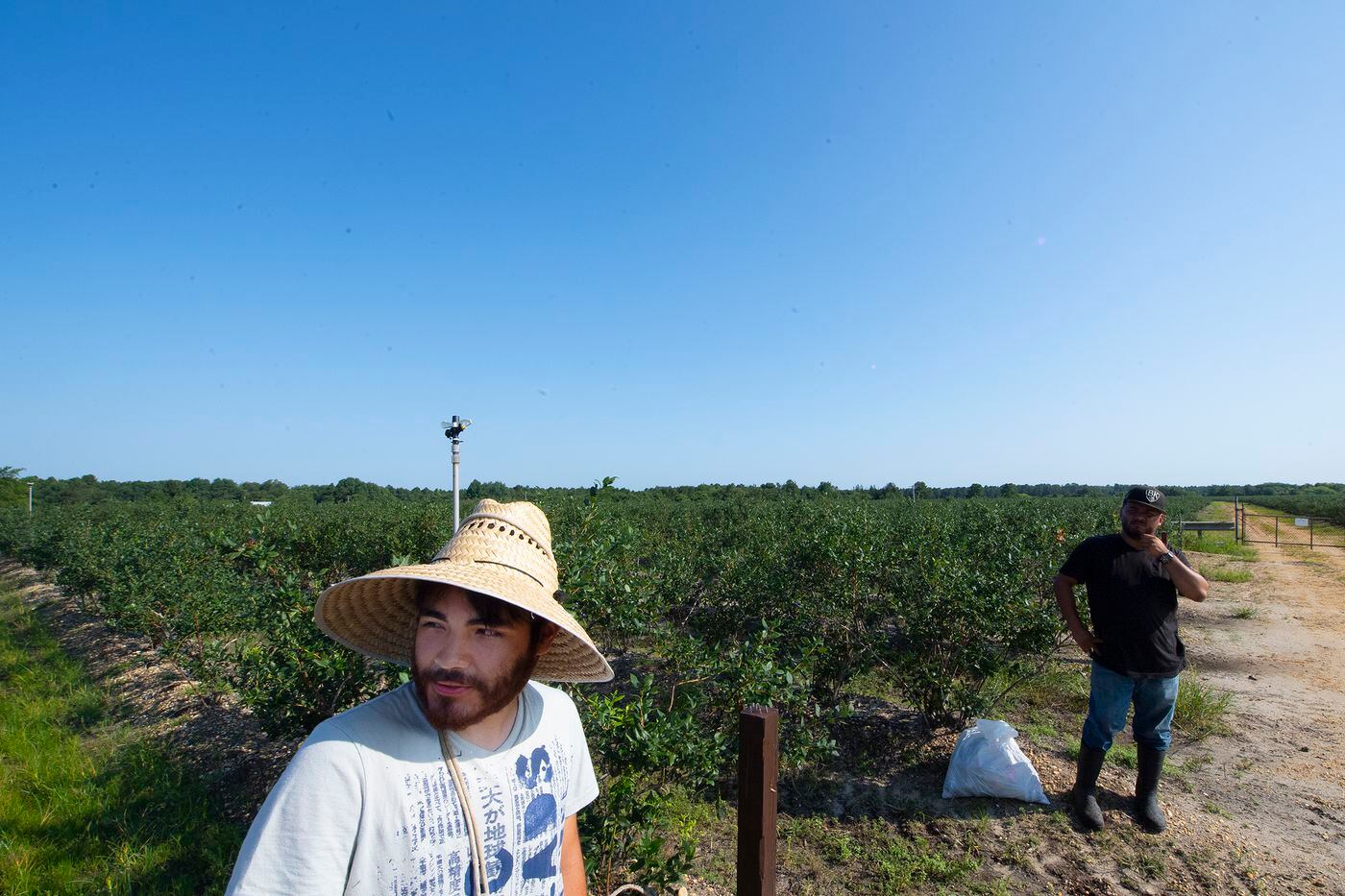 N.J. blueberry farms house workers in storage sheds, pollute groundwater