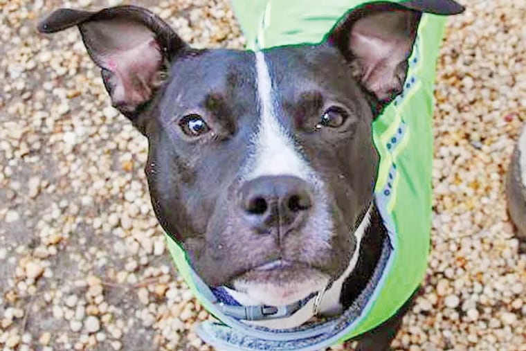 The Daily News Pet of the Week is Dana, a 1-to-2-year-old pitbull mix at the Philadelphia Animal Welfare Society.