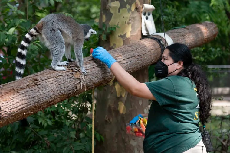 Zookeeper Maria Cadena feeds a lemur pieces of frozen watermelon at the Philadelphia Zoo.