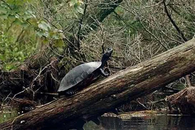 A red-bellied turtle in the Pine Barrens.