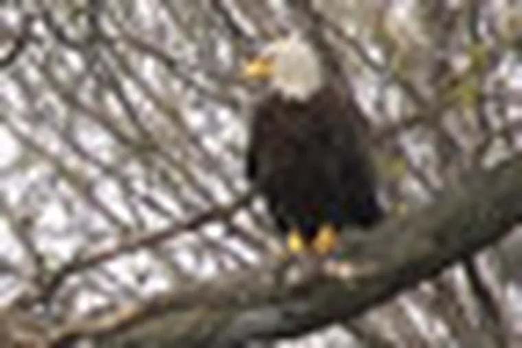 HE1CHICKS07 - Eagle photo by Bill Buchanan, USFWS - In this photo, the two chicks at tinicum and one of the adults. Editor's note: A pair of bald eagles has just made a bit of history against overwhelming odds by successfully giving birth to a pair of eaglets on the John Heinz National Wildlife Refuge at Tinicum, becoming the first to ever do so on the refuge.
