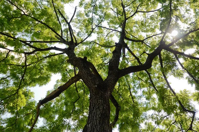 A black walnut in Wayne is under attack by thousand cankers disease, which has no cure. VIVIANA PERNOT / Staff Photographer